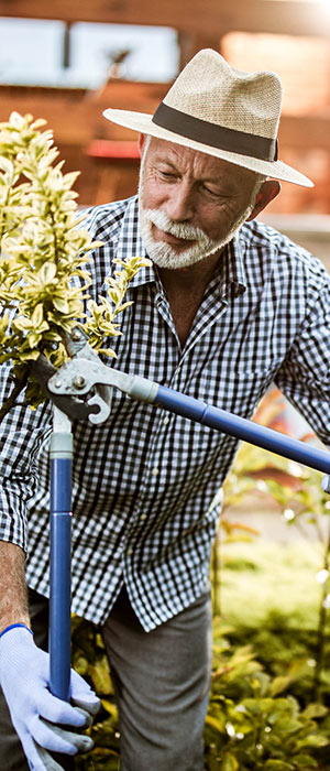 Mature man trimming plants.