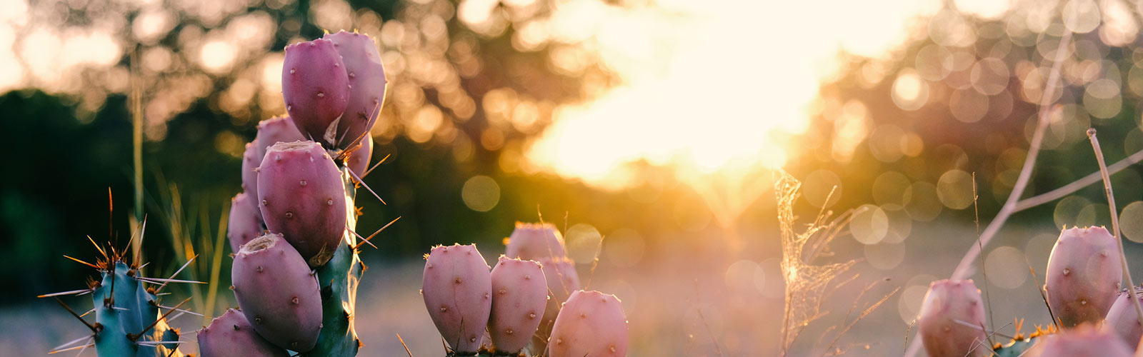 Cactus and sunset.