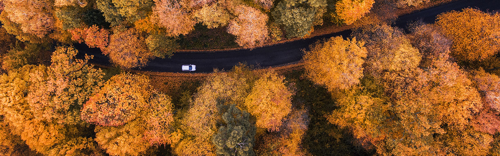 Car driving through Autumn trees.