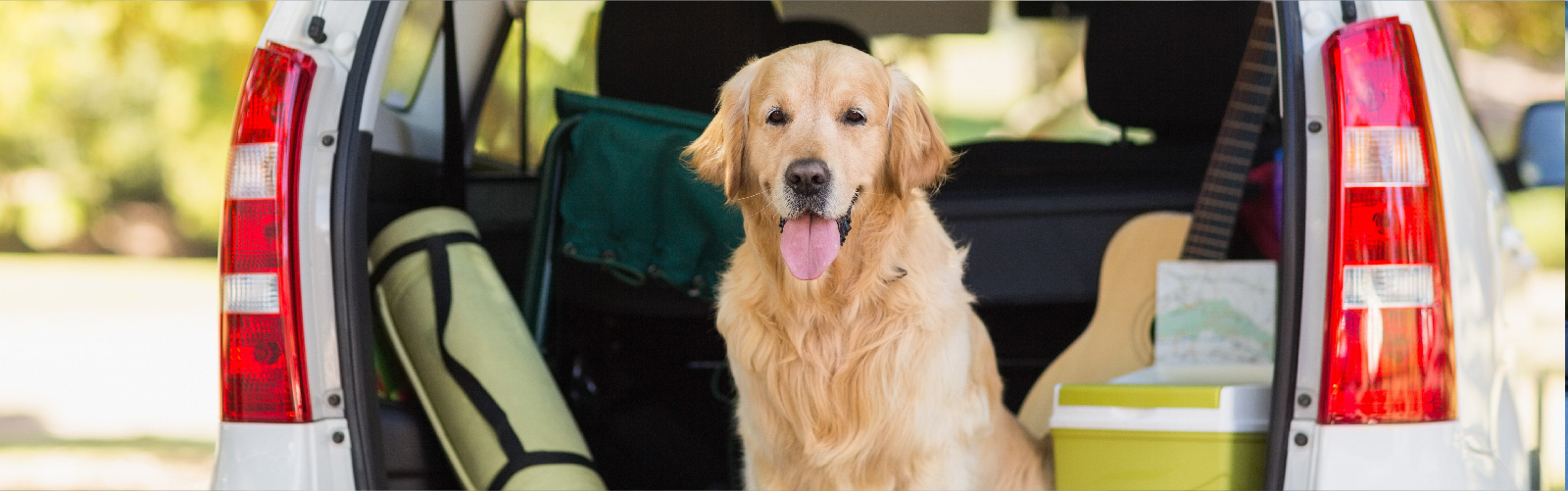golden retriever in back of car